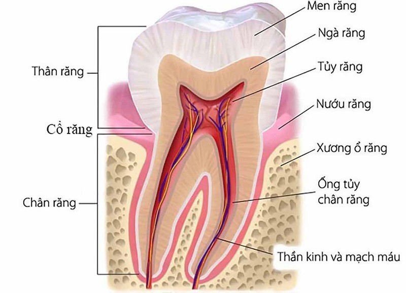 Men răng có vai trò như một lớp phủ bên ngoài bảo vệ răng