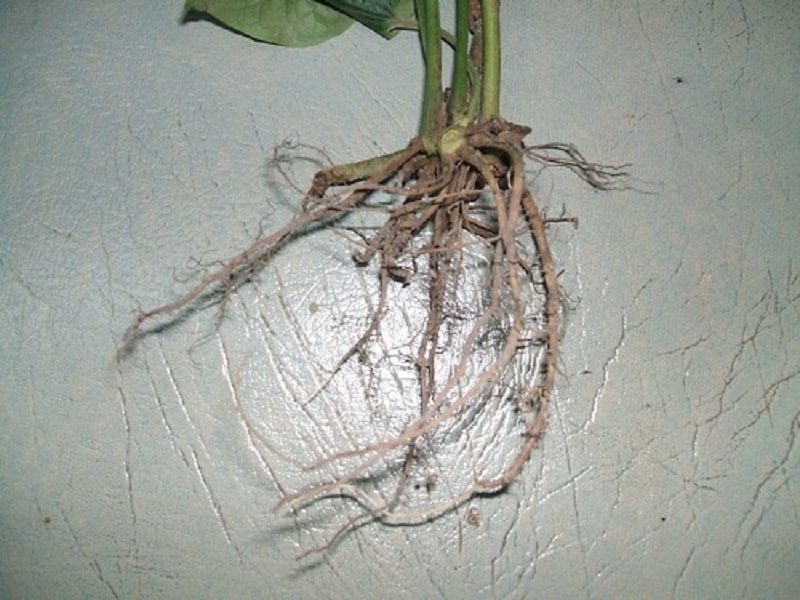 Rễ cây lá lốt cũng có thể áp dụng để chữa đau răng tại nhà